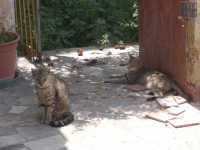 Ma ancora della presenza umana non c'� nemmeno l'ombra: n� un bar, n� un ufficio postale, solo tanti gatti che ci osservano pigramente nei pressi dei cancelli